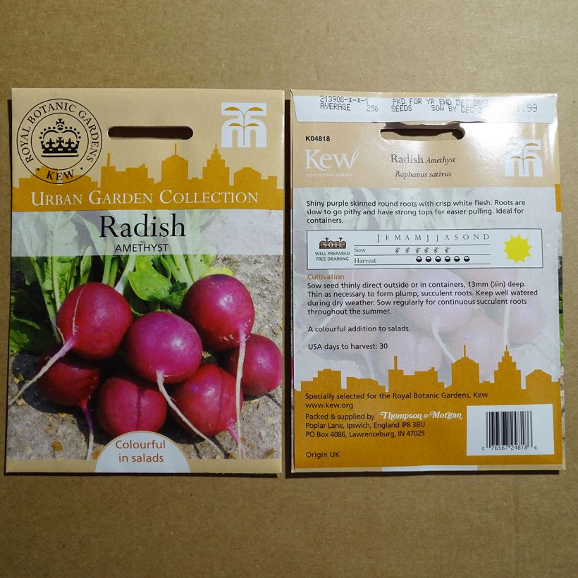 Exemple de spécimen de Radis Amethyst - Raphanus sativus Graines tel que livré
