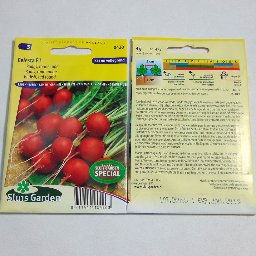 Exemple de spécimen de Radis Rond rouge Celesta F1 - Raphanus sativus Graines tel que livré
