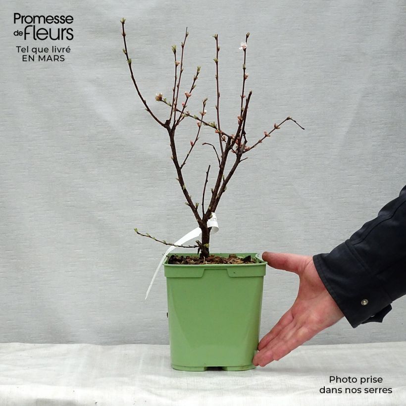 Spécimen de Ragouminier - Prunus tomentosa tel que livré au printemps