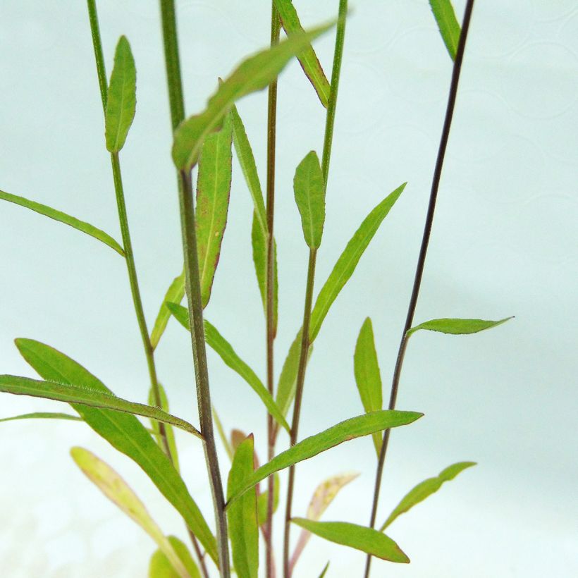 Raiponce - Campanula rapunculus (Feuillage)