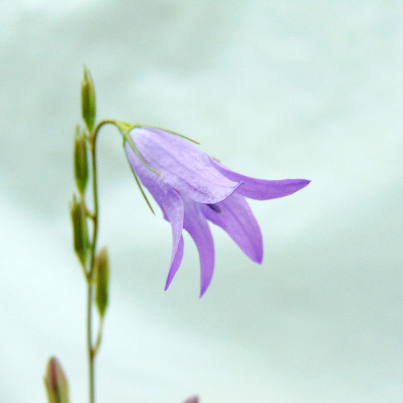 Raiponce - Campanula rapunculus (Floraison)