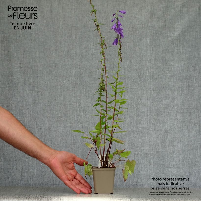 Spécimen de Raiponce - Campanula rapunculus Godet de 7/8 cm tel que livré en été