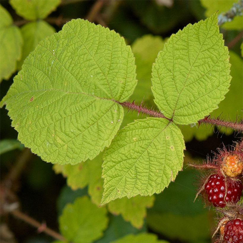 Raisin ou Mûrier du Japon - Rubus phoenicolasius (Feuillage)