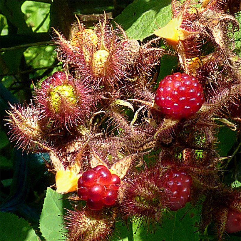 Raisin ou Mûrier du Japon - Rubus phoenicolasius (Récolte)