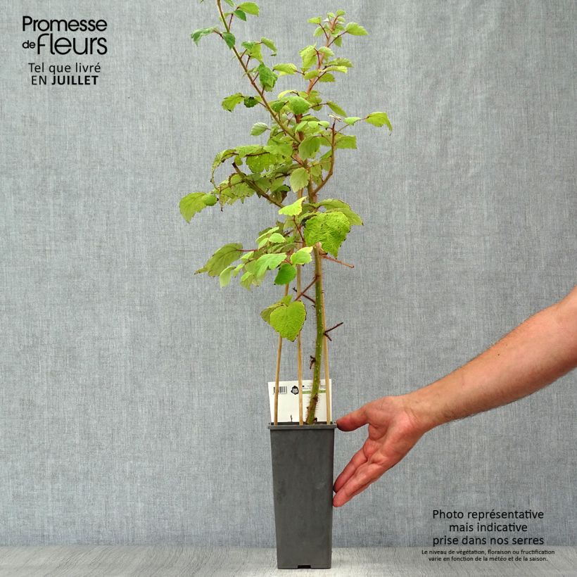Spécimen de Raisin ou Mûrier du Japon - Rubus phoenicolasius Pot de 1,5L/2L, Touffe tel que livré en été