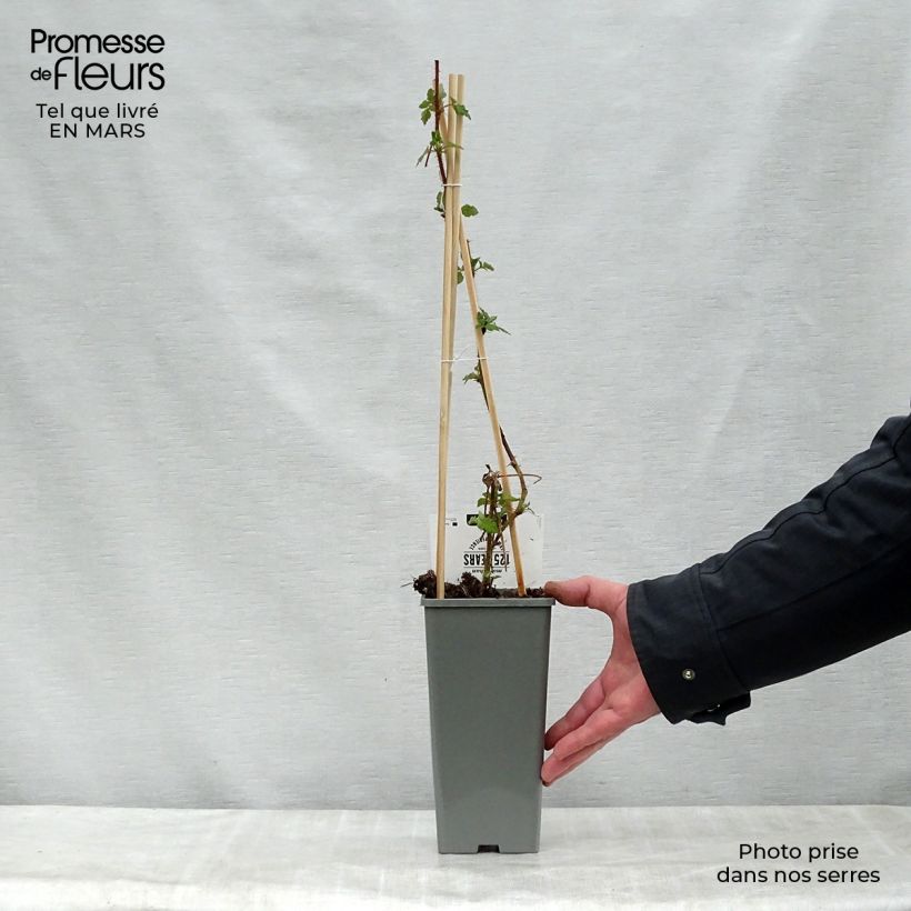 Spécimen de Raisin ou Mûrier du Japon - Rubus phoenicolasius Pot de 1.5L/2L tel que livré au printemps