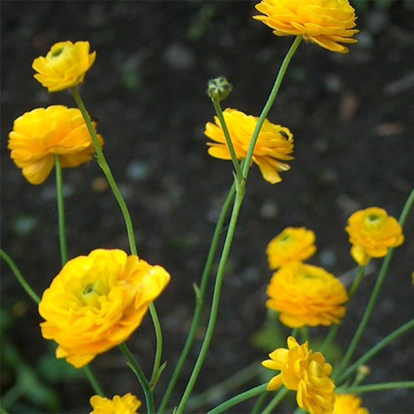 Ranunculus acris Multiplex - Bouton d'or (Floraison)