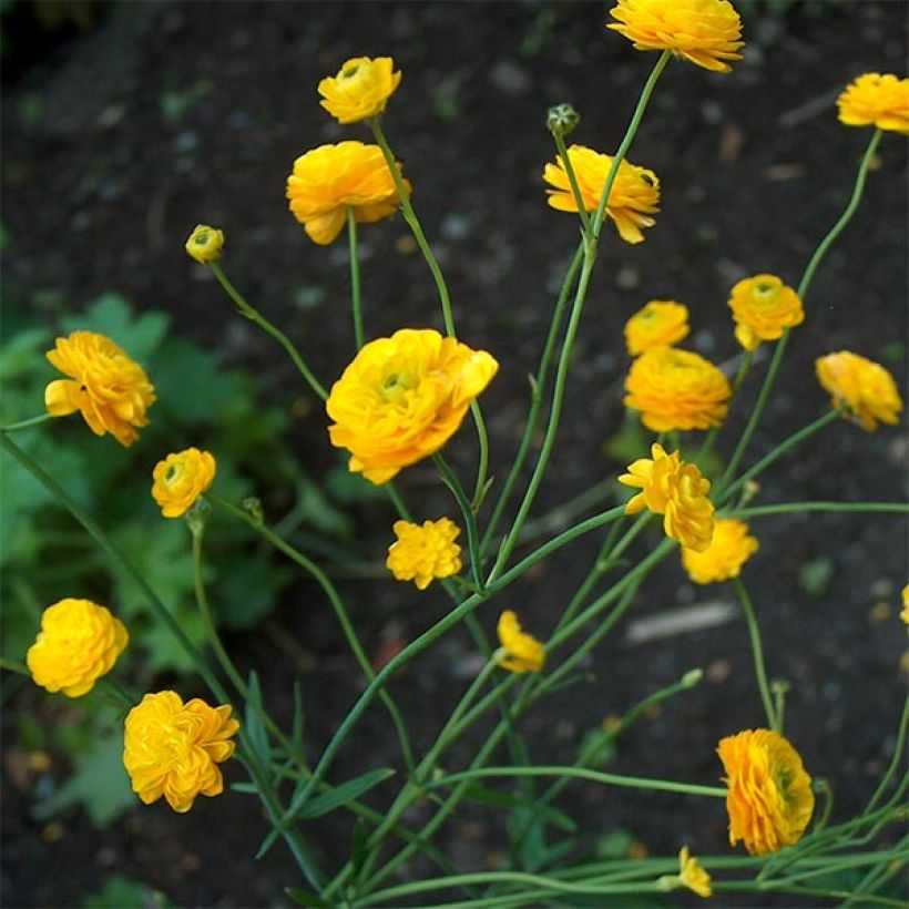 Ranunculus acris Multiplex - Bouton d'or (Port)