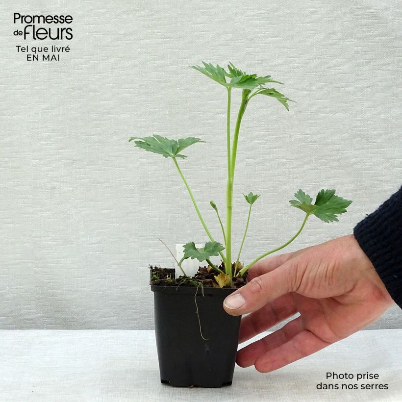 Spécimen de Ranunculus acris Multiplex - Bouton d'or Godet de 9cm tel que livré au printemps