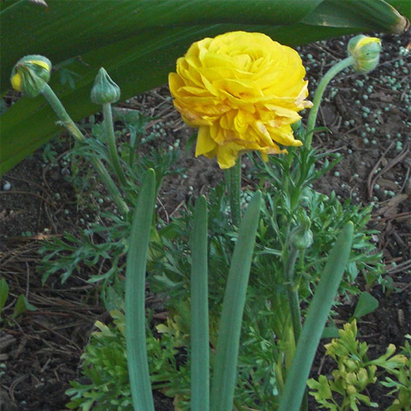 Renoncule asiatique en mélange  (Floraison)