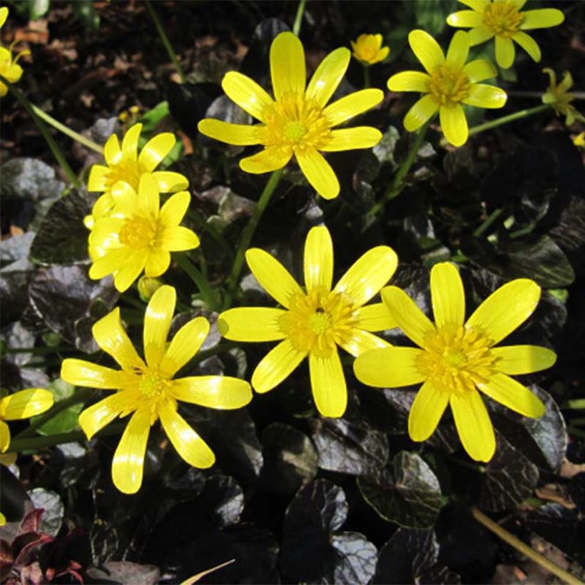 Ranunculus ficaria Brazen Hussy - Ficaire fausse-renoncule (Floraison)