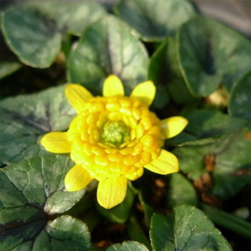 Ranunculus ficaria Collarette - Ficaire fausse-renoncule. (Floraison)