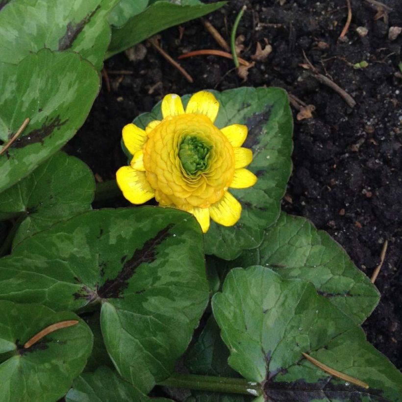 Ranunculus ficaria Collarette - Ficaire fausse-renoncule. (Port)