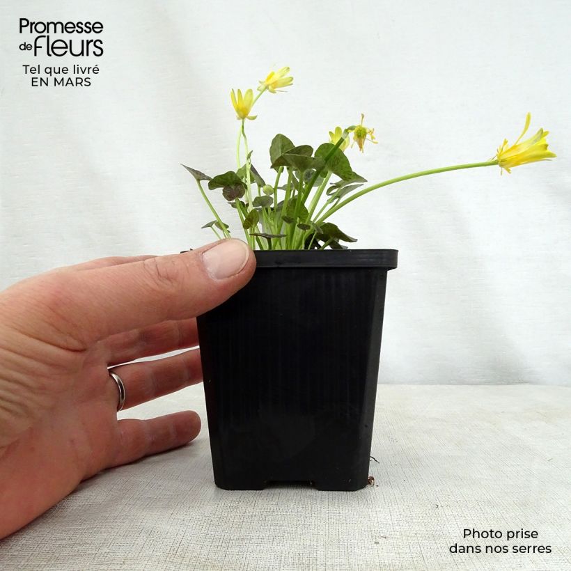 Spécimen de Ranunculus ficaria Collarette - Ficaire fausse-renoncule. Godet de 9cm tel que livré au printemps