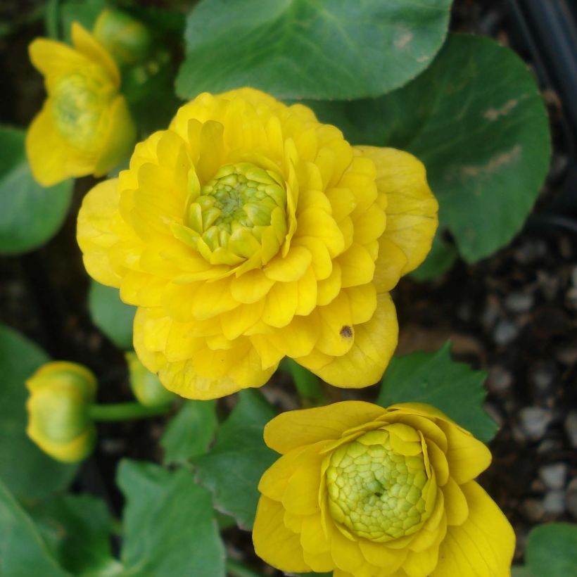 Ranunculus ficaria Flore pleno - Ficaire fausse-renoncule (Floraison)