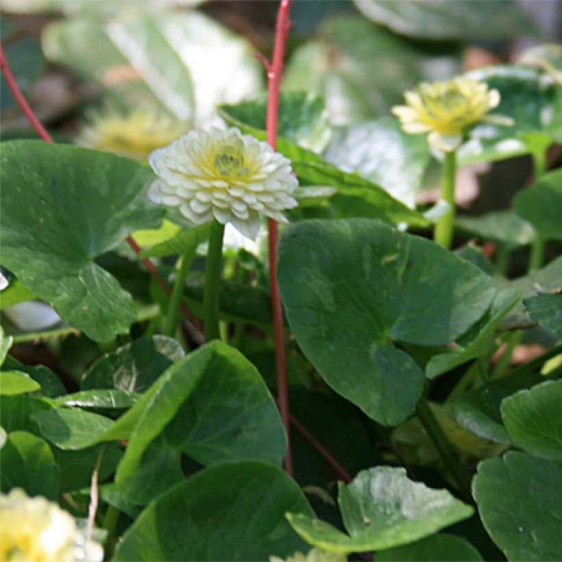 Ranunculus ficaria Ken Aslet - Ficaire (Feuillage)