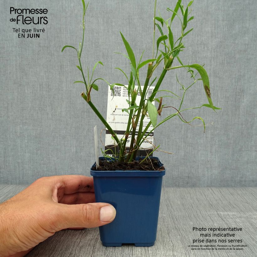 Spécimen de Ranunculus flammula - Renoncule flammette Godet de 8/9 cm tel que livré en été