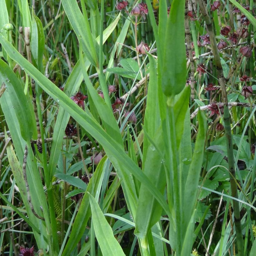 Ranunculus lingua - Grande douve (Feuillage)