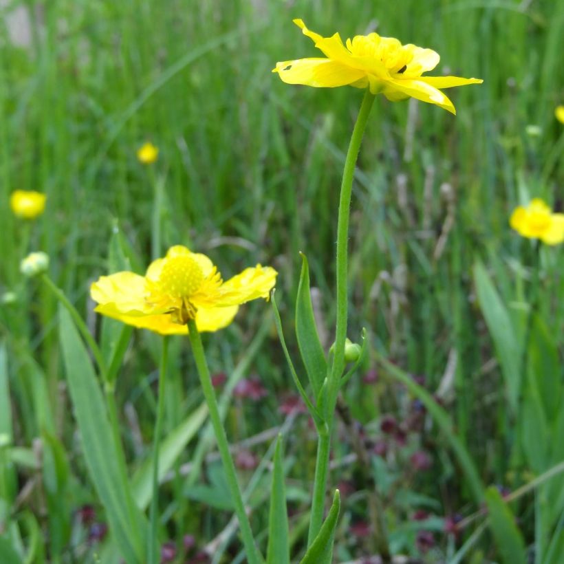 Ranunculus lingua - Grande douve (Floraison)