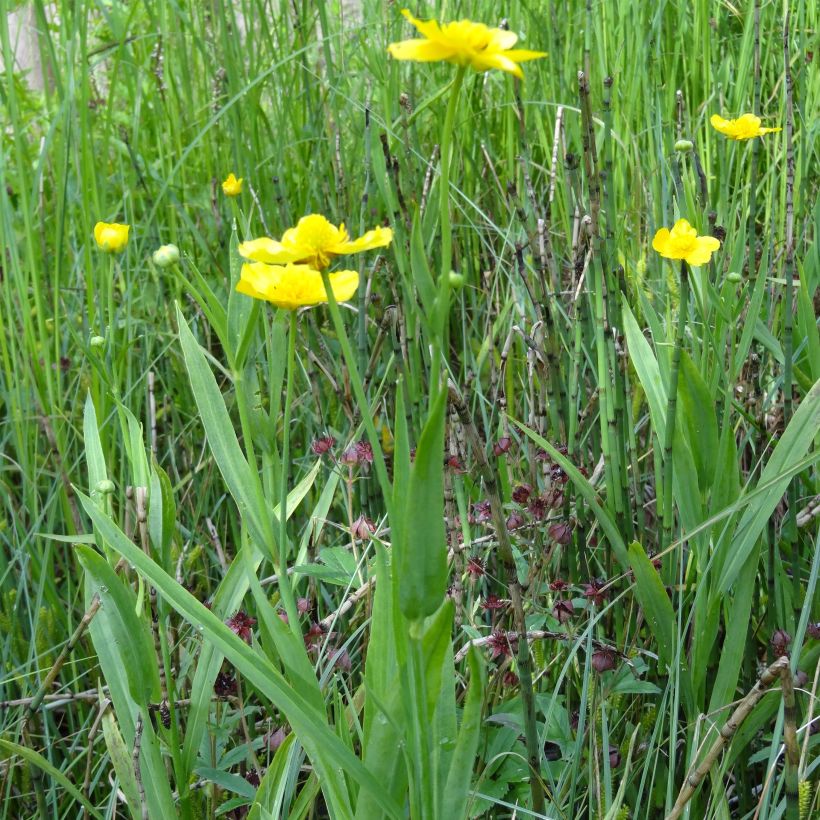 Ranunculus lingua - Grande douve (Port)