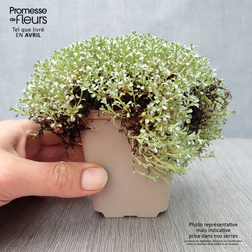 Spécimen de Raoulia australis - Mouton végétal Godet de 9cm tel que livré au printemps