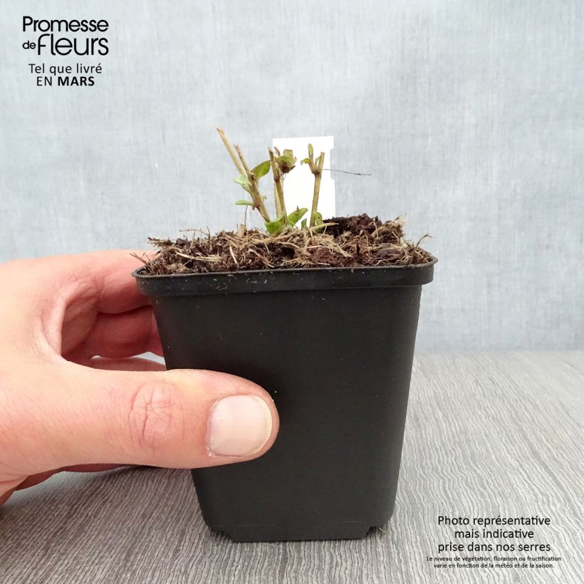 Spécimen de Ratibida columnifera Pulcherrima - Châpeau ou Sombrero mexicain Godet de 8/9 cm tel que livré au printemps