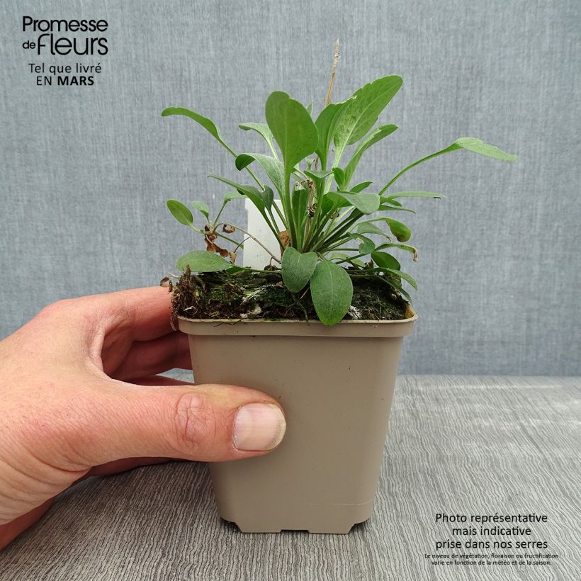 Spécimen de Ratibida columnifera Red Midget - Sombrero mexicain Godet de 8/9 cm tel que livré au printemps
