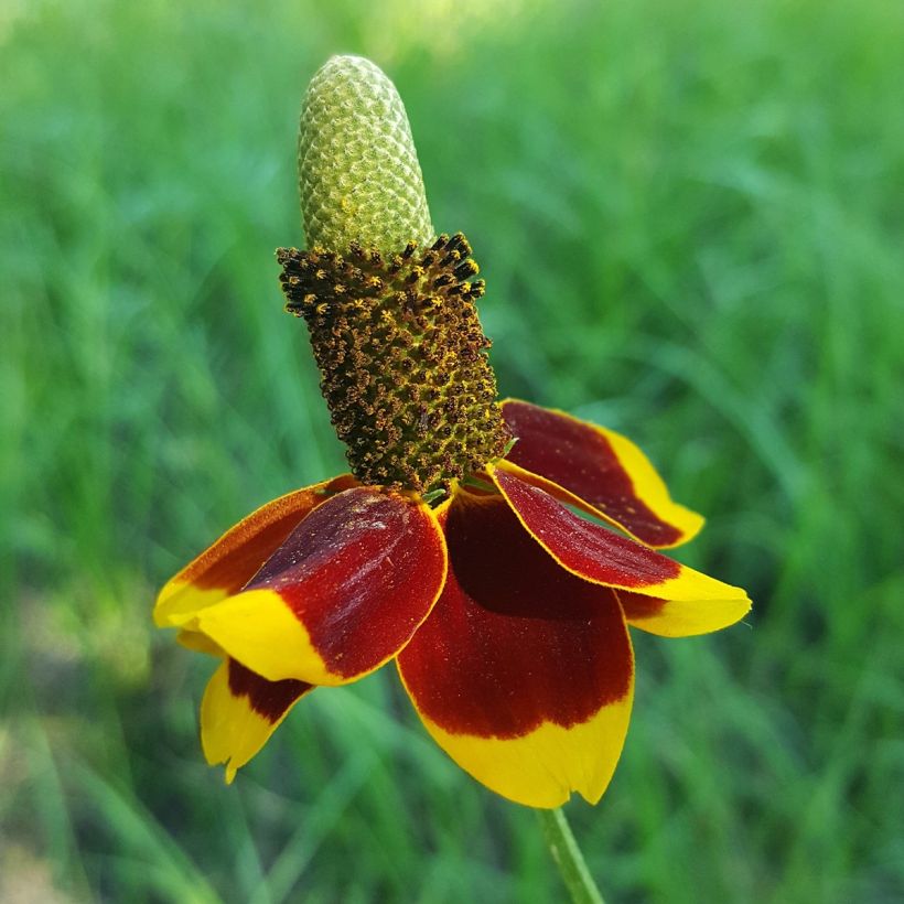 Graines de Ratibida columnifera Chapeau mexicain (Floraison)