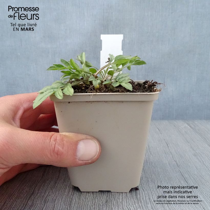 Spécimen de Ratibida pinnata - Vivace Godet de 8/9 cm tel que livré au printemps