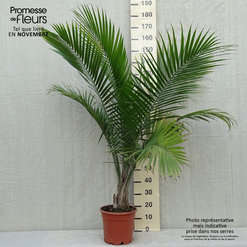 Spécimen de Ravenea rivularis - Palmier majestueux ou Ravénéa des berges Pot de 7,5L/10L tel que livré en automne