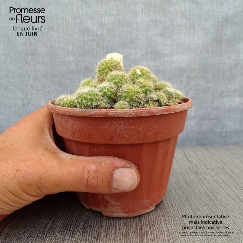 Spécimen de Rebutia sp. Pot de 12 cm / 13 cm tel que livré en été
