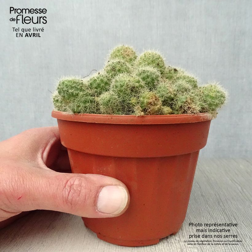 Spécimen de Rebutia sp. Pot de 13 cm tel que livré au printemps