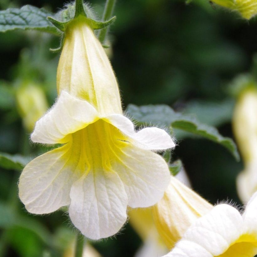 Rehmannia Polina (Feuillage)