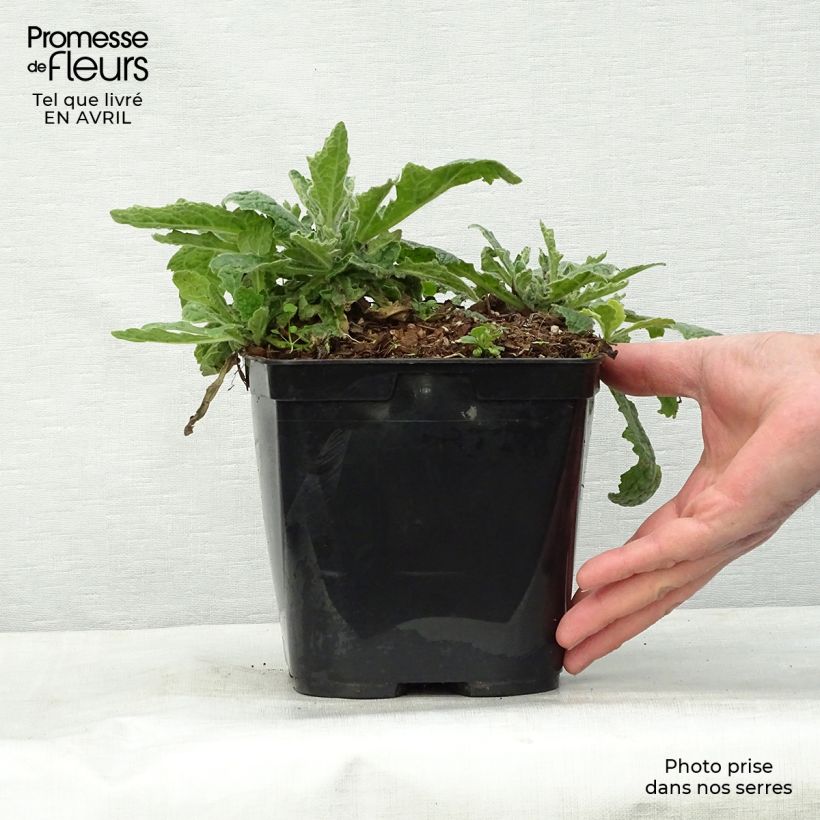 Spécimen de Rehmannia Polina Pot de 2L/3L tel que livré au printemps