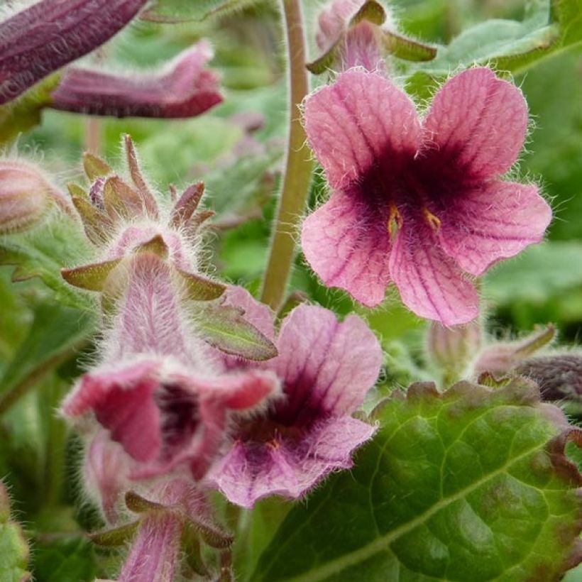 Rehmannia henryi - Rehmannia (Floraison)