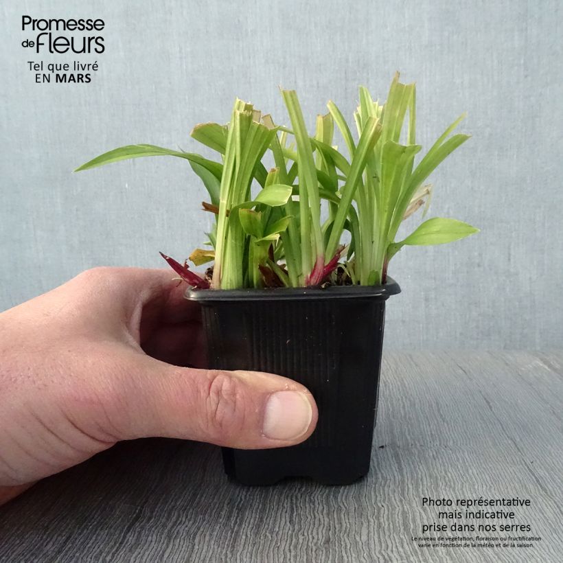 Spécimen de Reineckea carnea - Muguet de Chine, Muguet japonais Godet de 8/9 cm tel que livré au printemps