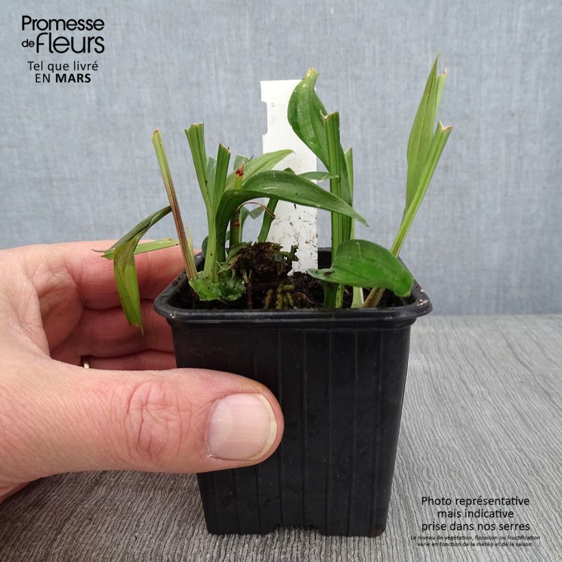 Spécimen de Reineckea carnea - Muguet de Chine, Muguet japonais Godet de 8/9 cm tel que livré en hiver