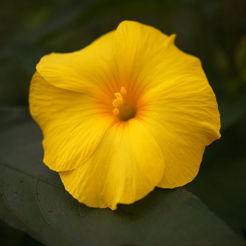 Reinwardtia indica - Lin jaune arbustif (Floraison)
