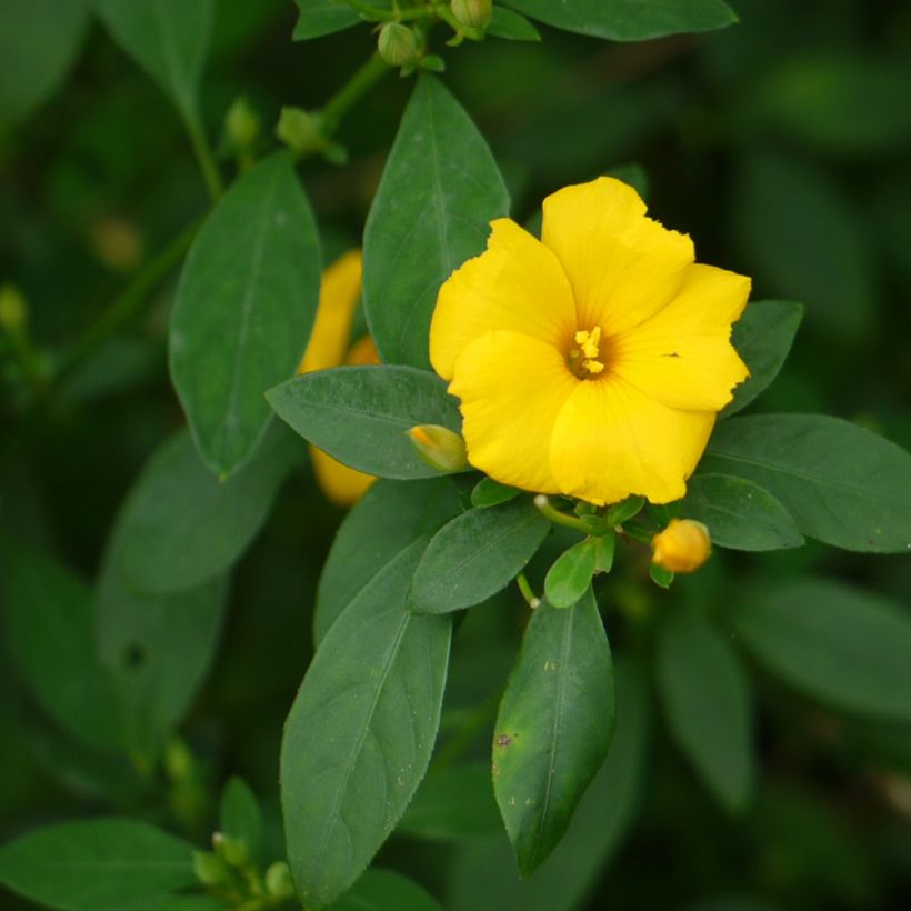 Reinwardtia indica - Lin jaune arbustif (Feuillage)