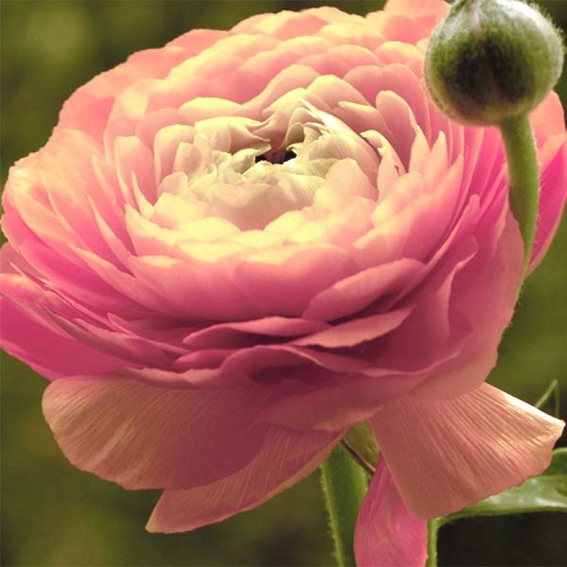 Renoncule asiatique double rose (Floraison)