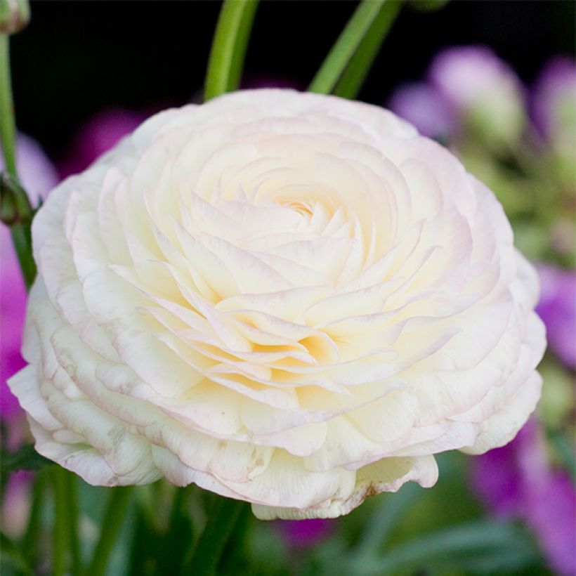 Renoncule asiatique double blanche (Floraison)