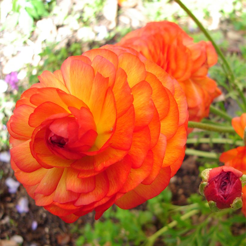 Renoncule asiatique double orange (Floraison)