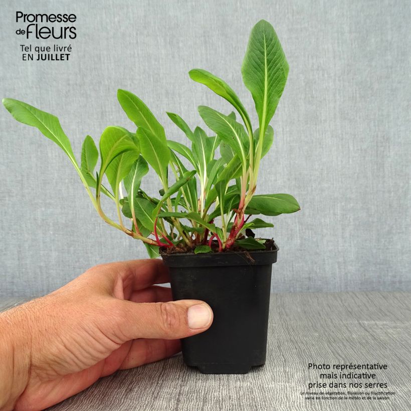 Spécimen de Renouée - Persicaria affinis Darjeeling Red Godet de 8/9 cm tel que livré en été