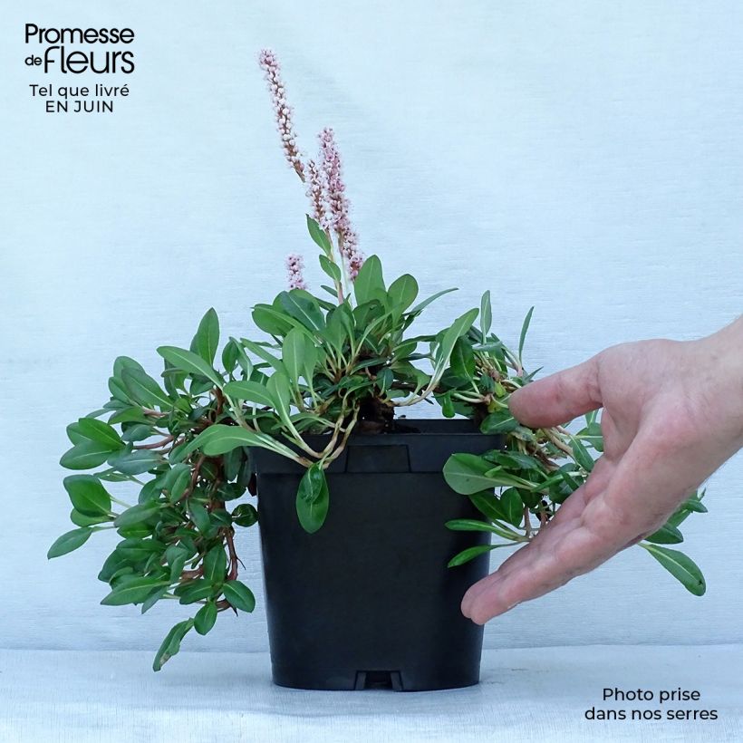 Spécimen de Renouée - Persicaria affinis Darjeeling Red Pot de 2L/3L tel que livré en été