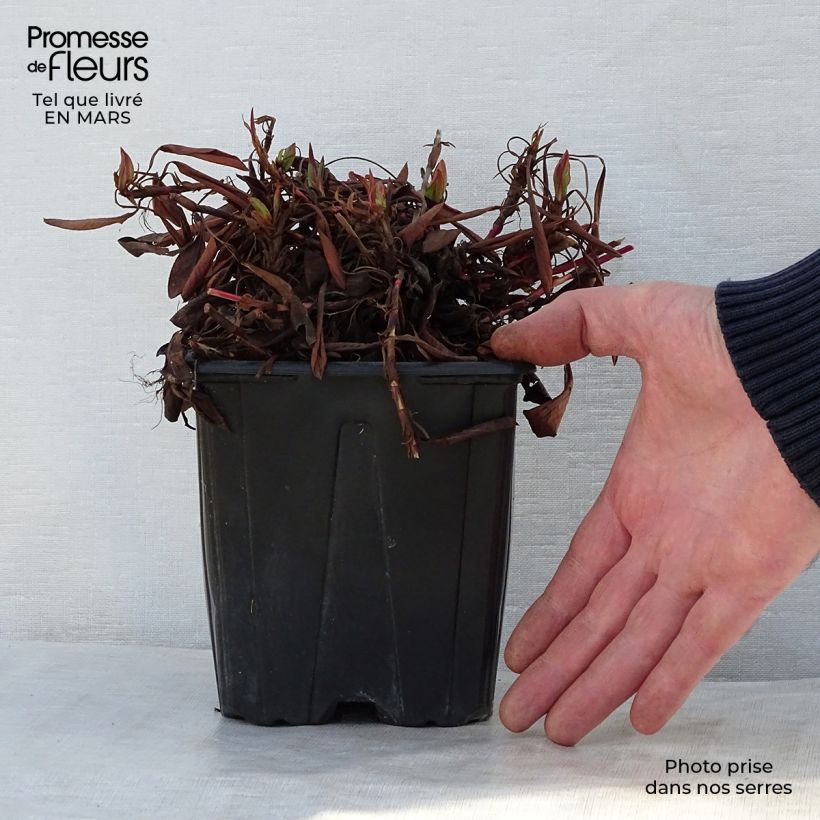 Spécimen de Renouée - Persicaria affinis Darjeeling Red en pot de 2/3 litres tel que livré au printemps