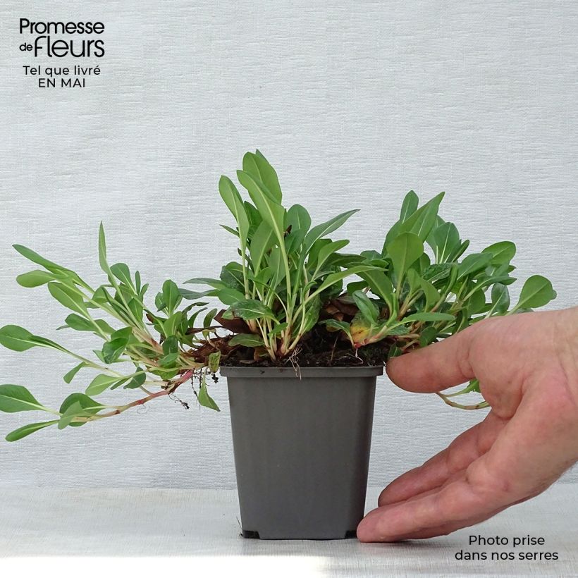 Spécimen de Renouée - Persicaria affinis Darjeeling Red en godet de 9 cm tel que livré au printemps
