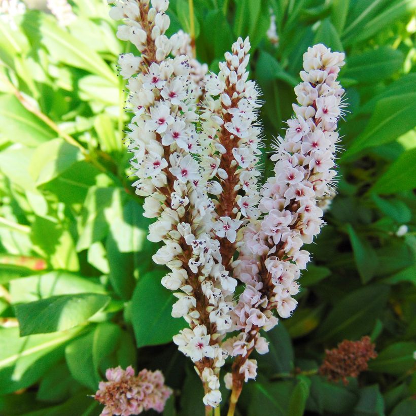 Renouée - Persicaria affinis Donald Lowndes (Floraison)