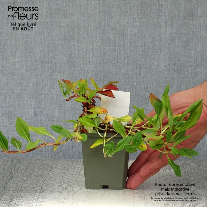 Spécimen de Renouée - Persicaria affinis Donald Lowndes Godet de 8/9 cm tel que livré en été
