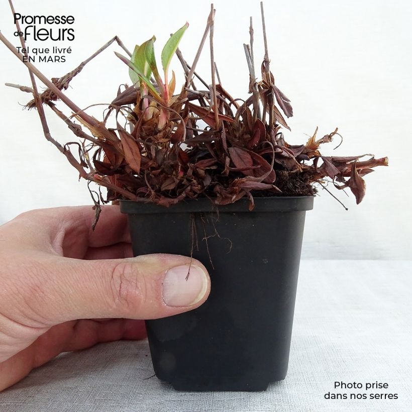 Spécimen de Renouée - Persicaria affinis Donald Lowndes Godet de 9cm tel que livré au printemps