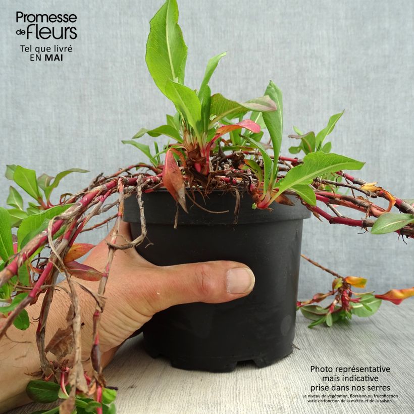 Spécimen de Renouée - Persicaria affinis Donald Lowndes en pot de 2L/3L tel que livré au printemps
